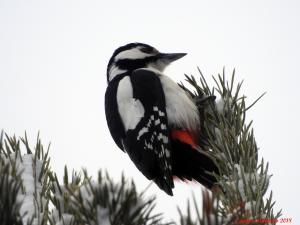 Käpytikka Kiikeli 11.3.2018 Seppo Mäkitalo