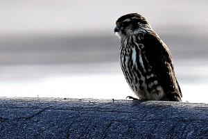 Ampuhaukka Elijärvi altaat 2015 Kari Oittinen