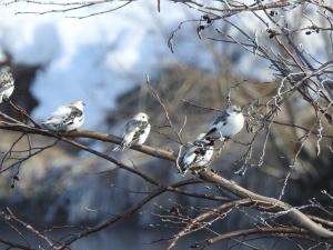 Pulmunen Pajusaari 11.4.2018 Jouni Saarela