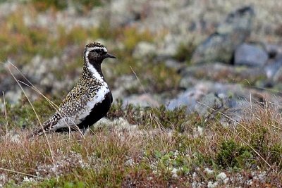 Kapustarinta