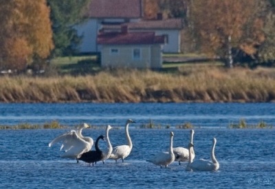 Mustajoutsen Tornio Karunginjärvi (Seppo Kemppainen) 29.9.2007