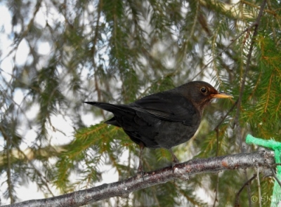 Mustarastas Kemi Kiikeli (Seppo Mäkitalo) 17.4.2017