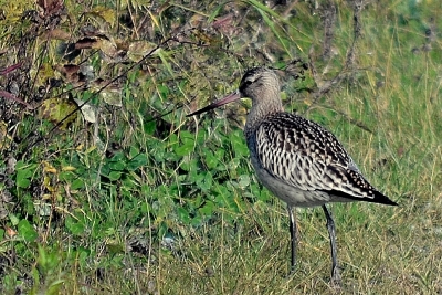 Punakuiri