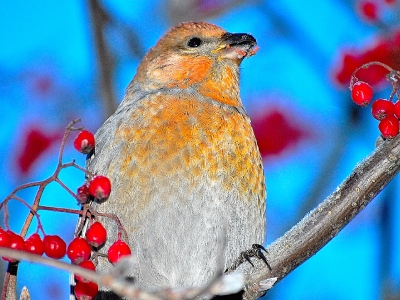 Taviokuurna 